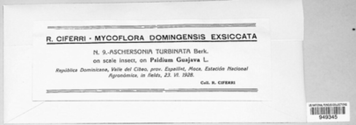 Aschersonia turbinata image